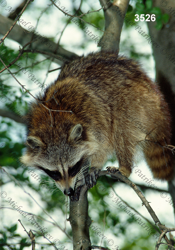 Northern Raccoon (Procyon lotor)